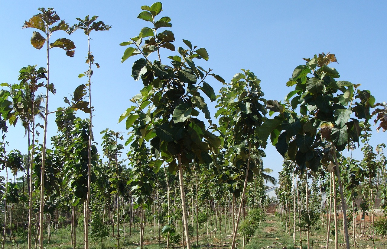 Teak Tree Plantation